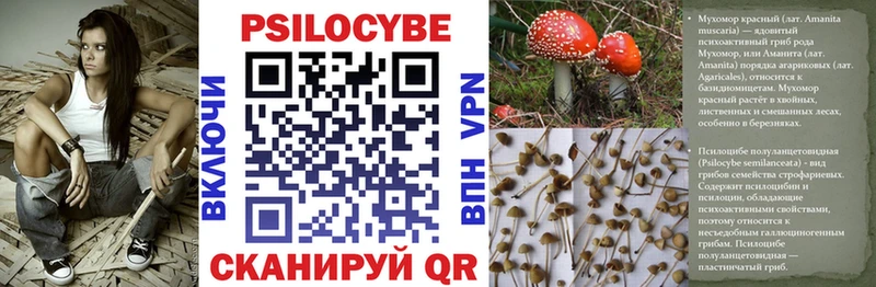 Псилоцибиновые грибы прущие грибы  где найти наркотики  Зеленокумск 